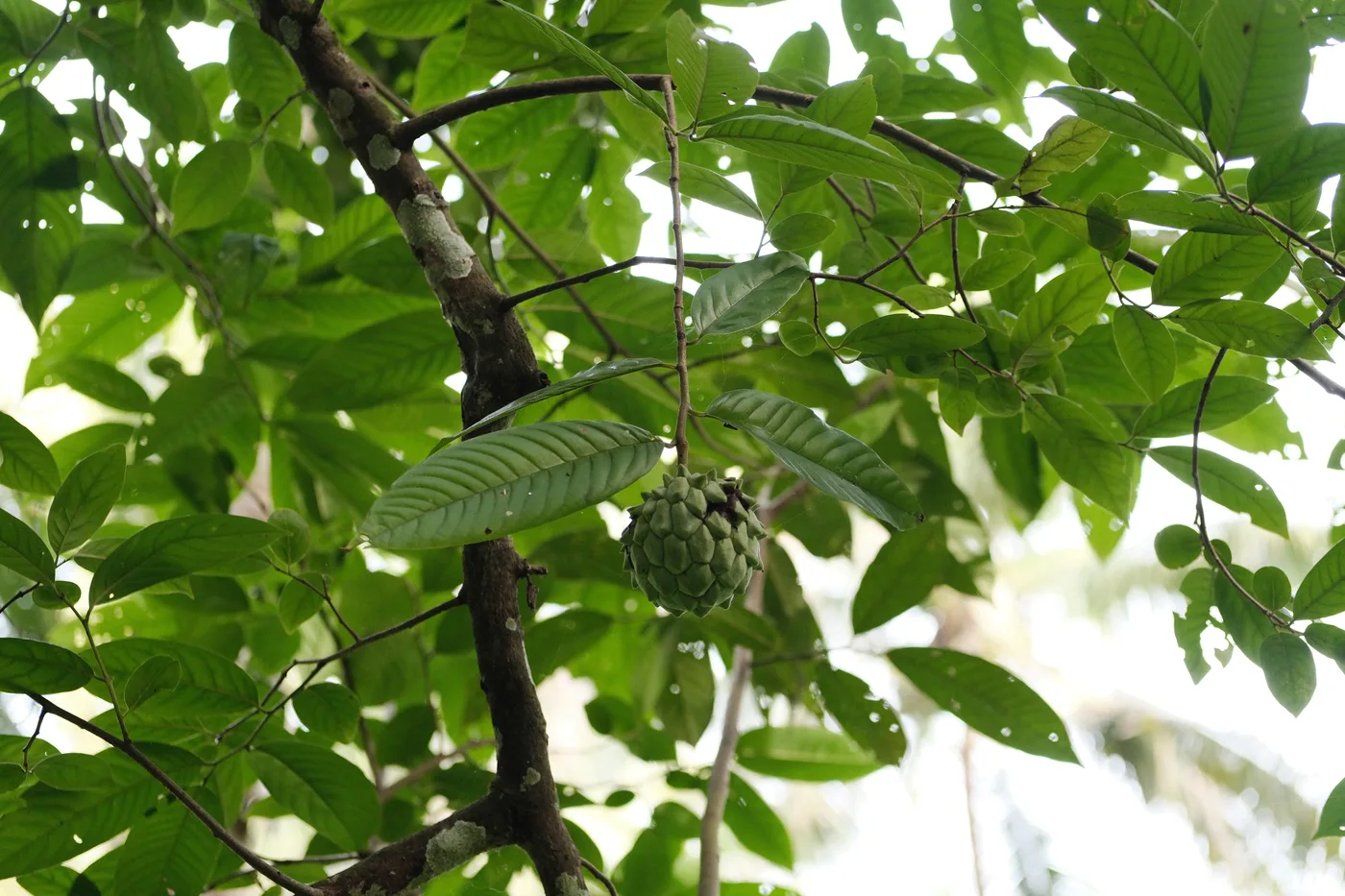 Cherimoya fruit on branch with labeled tree in background