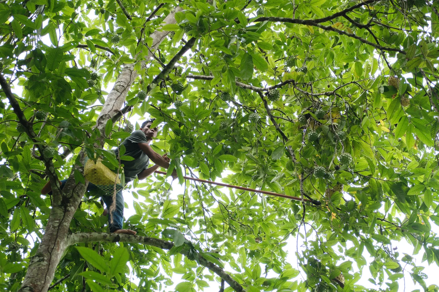 Forest canopy and agroforestry at Flow Forest Farm