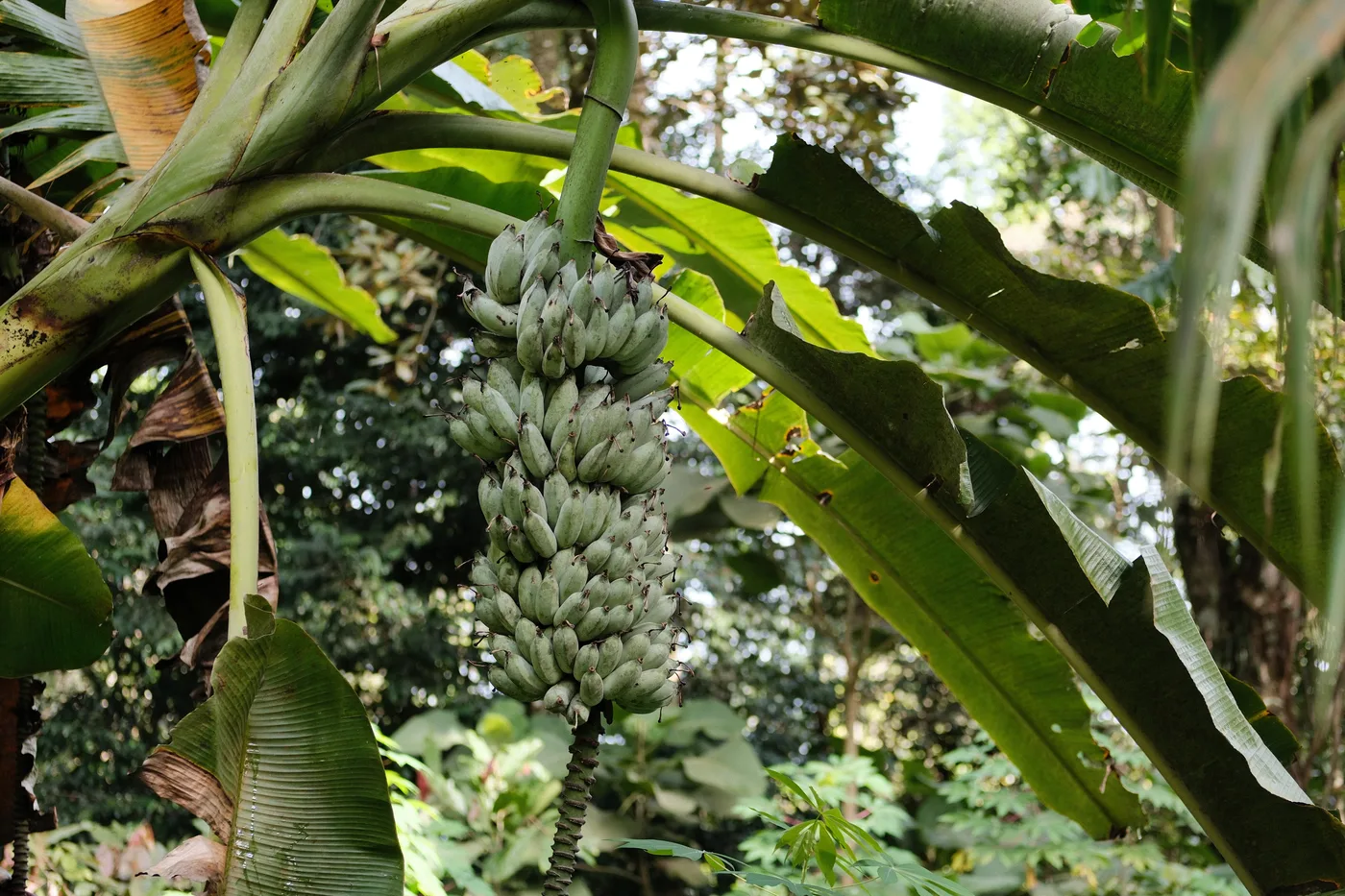 Fresh banana harvest from the farm
