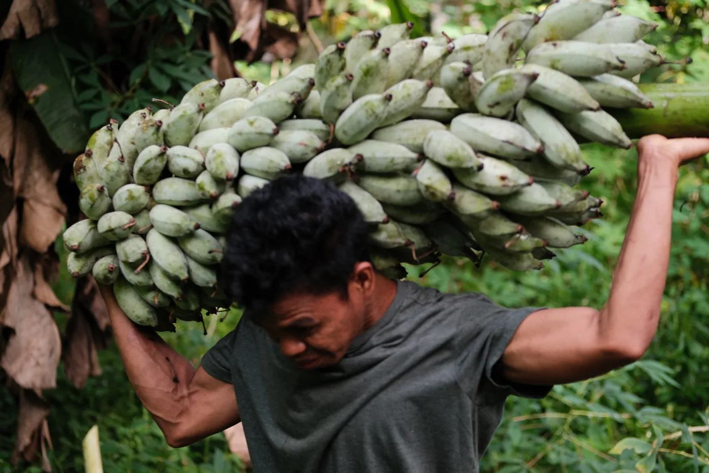 Farmer carrying banana harvest
