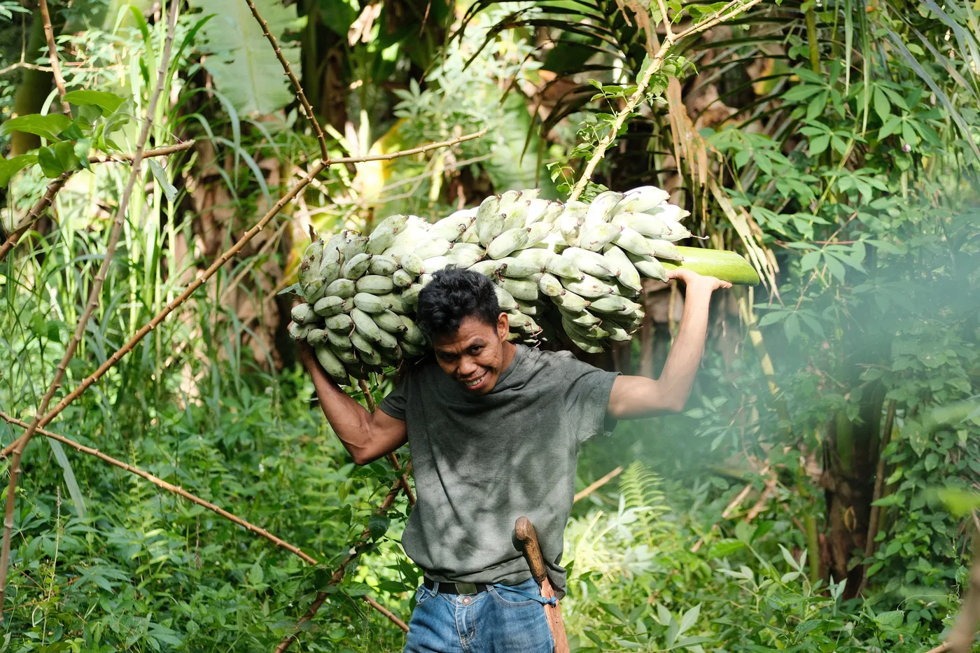 Farmer carrying banana harvest through the forest