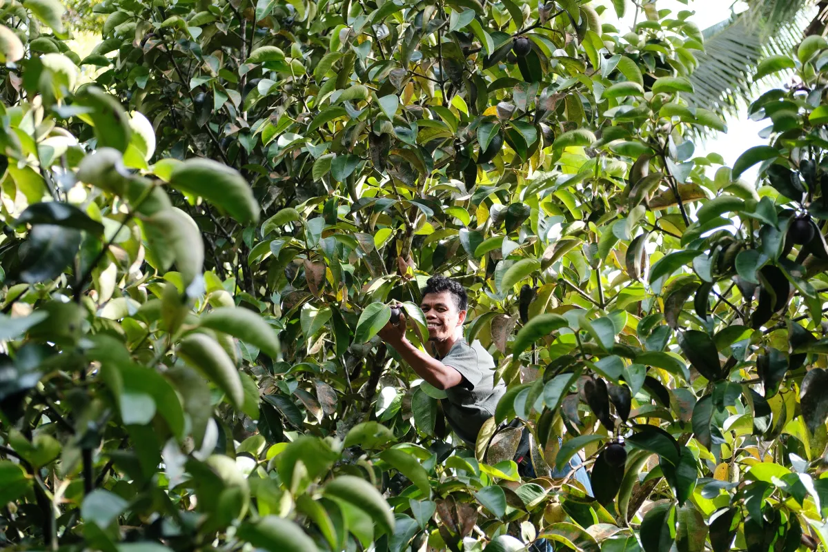 A farmer smiling while harvesting fruit deep in the lush food forest