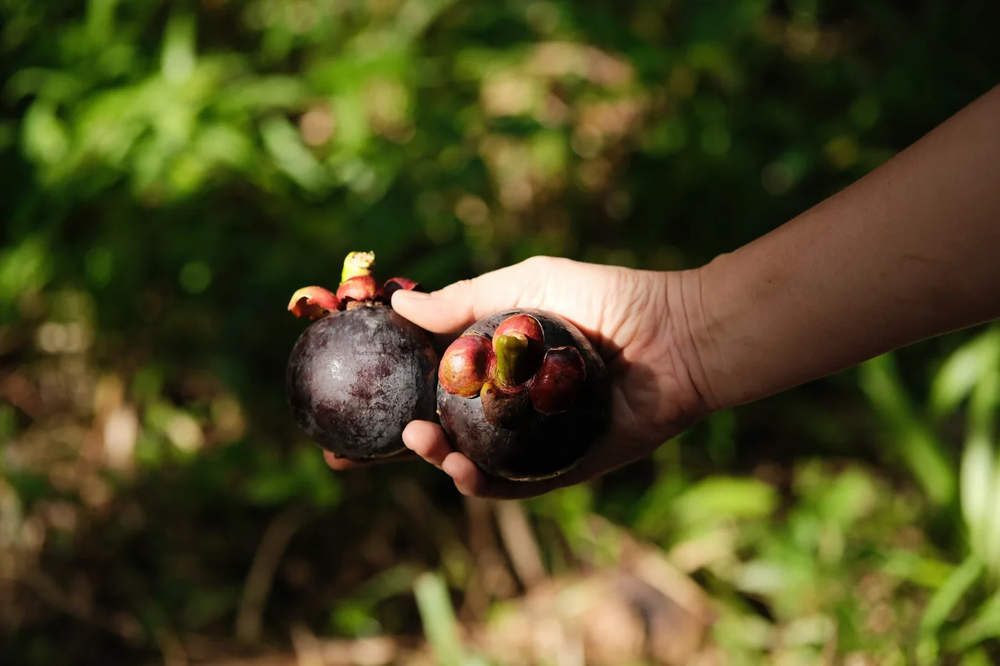 Fresh mangosteen from the farm