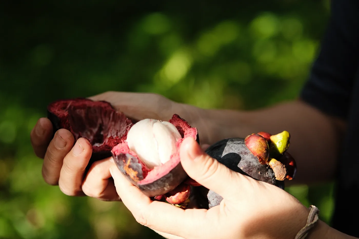 Hands cracking open fresh mangosteen