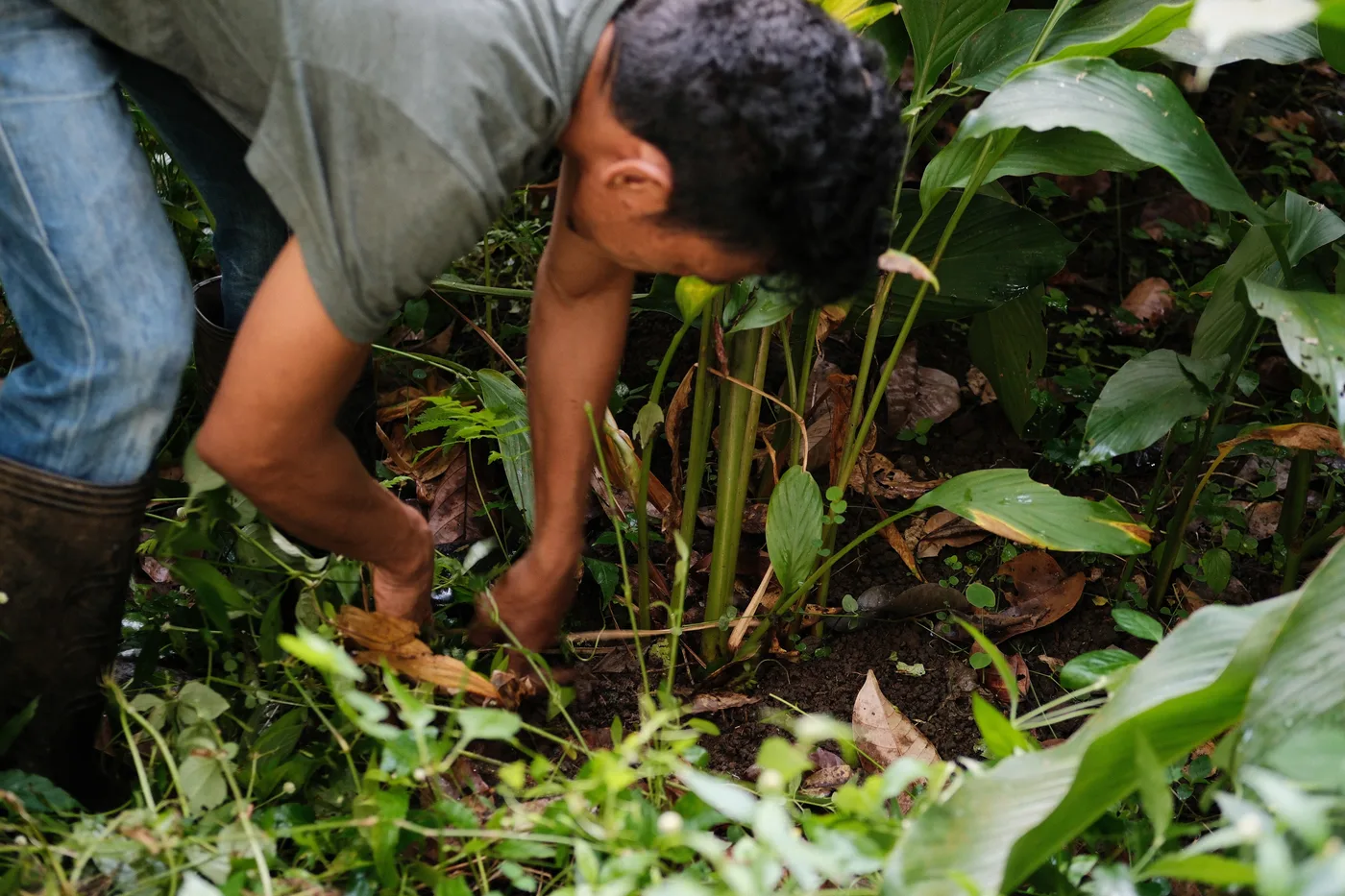 Farmer hand-weeding around plant