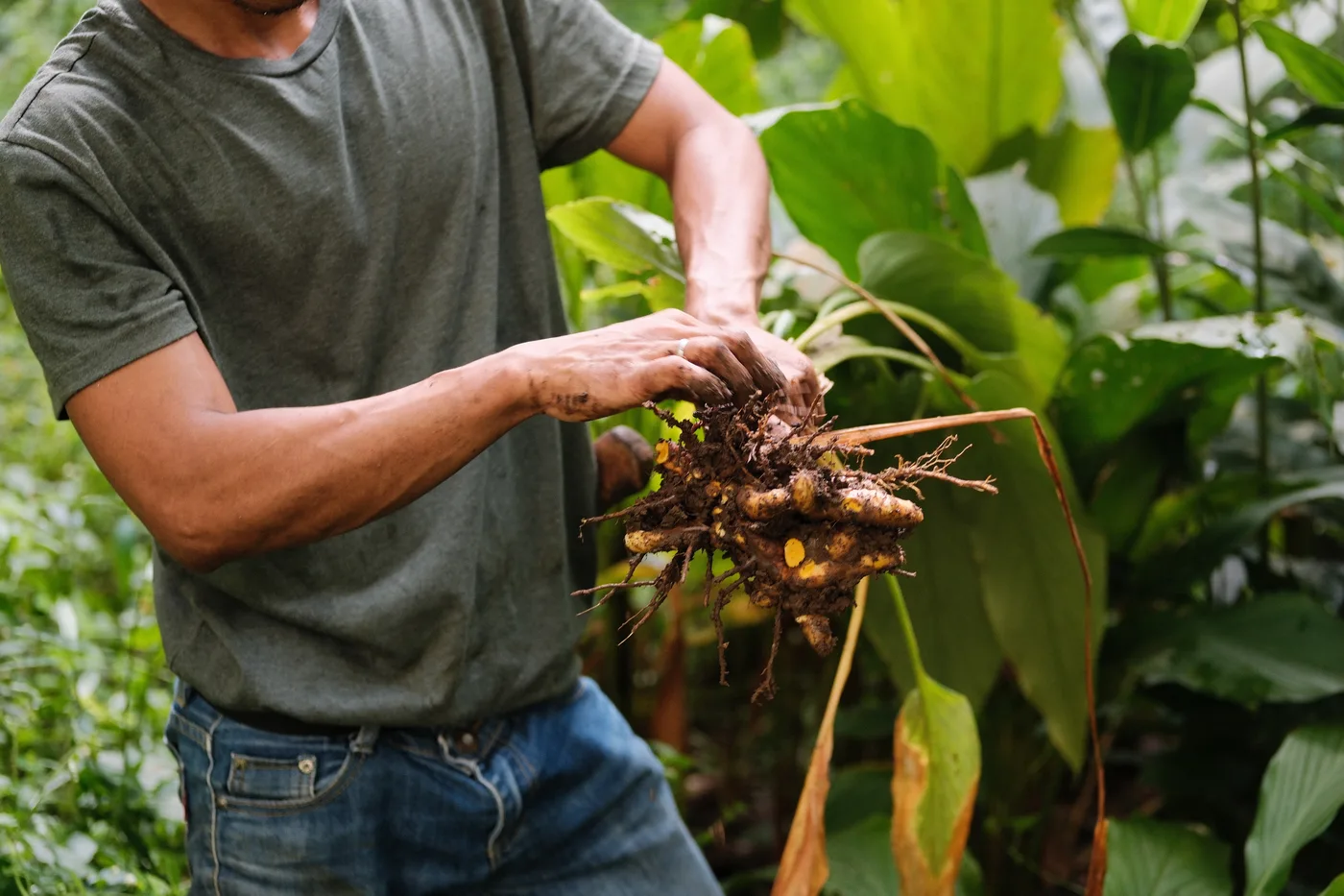 Turmeric root cluster from the farm