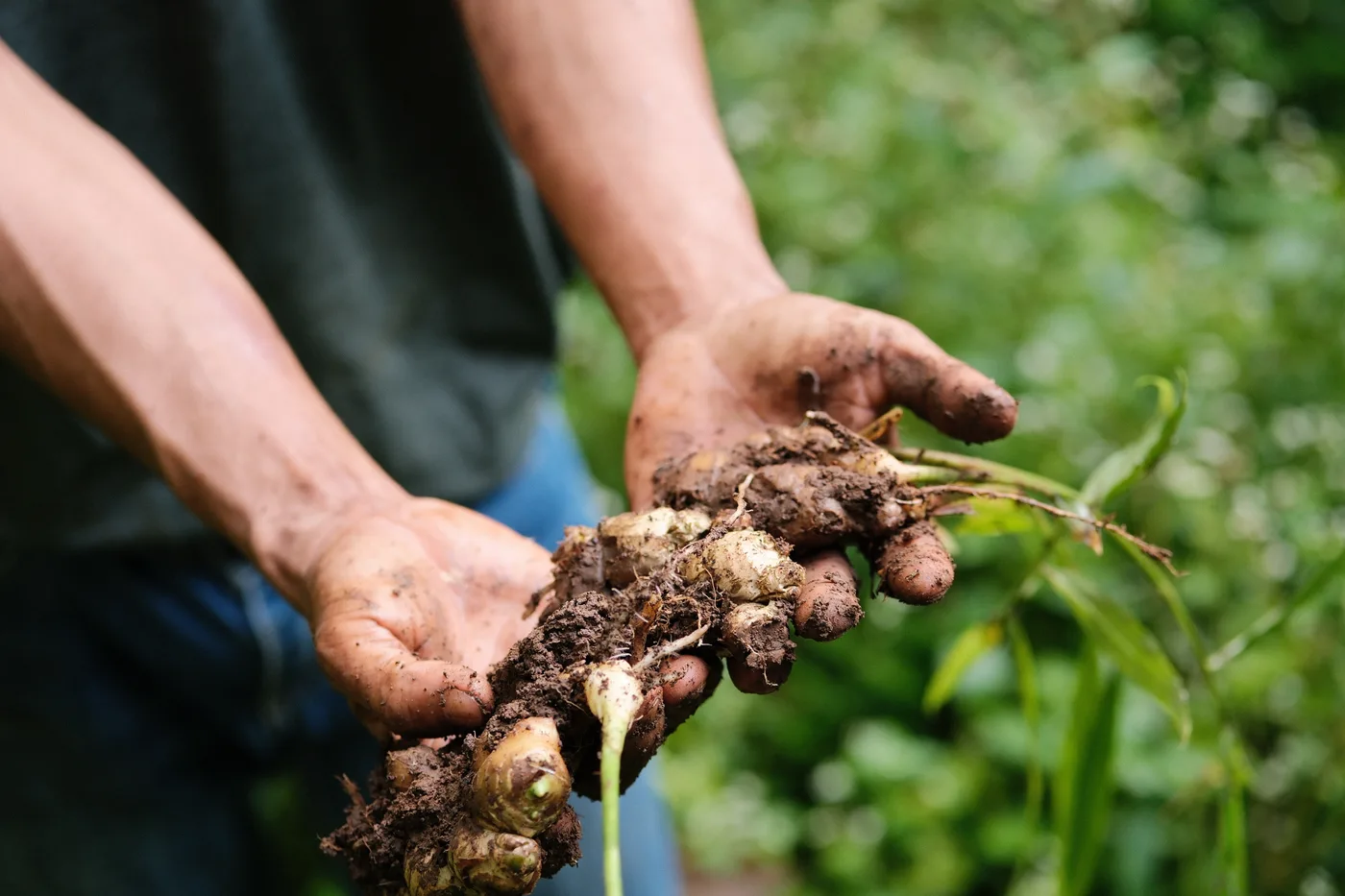 Hands cupping fresh ginger root from the farm