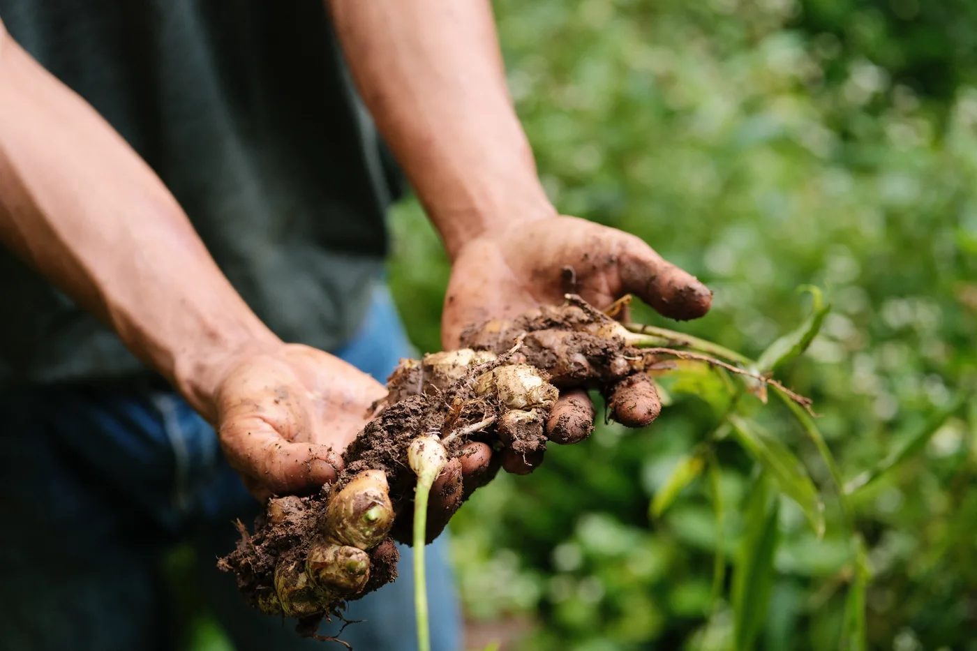 Hands presenting ginger root
