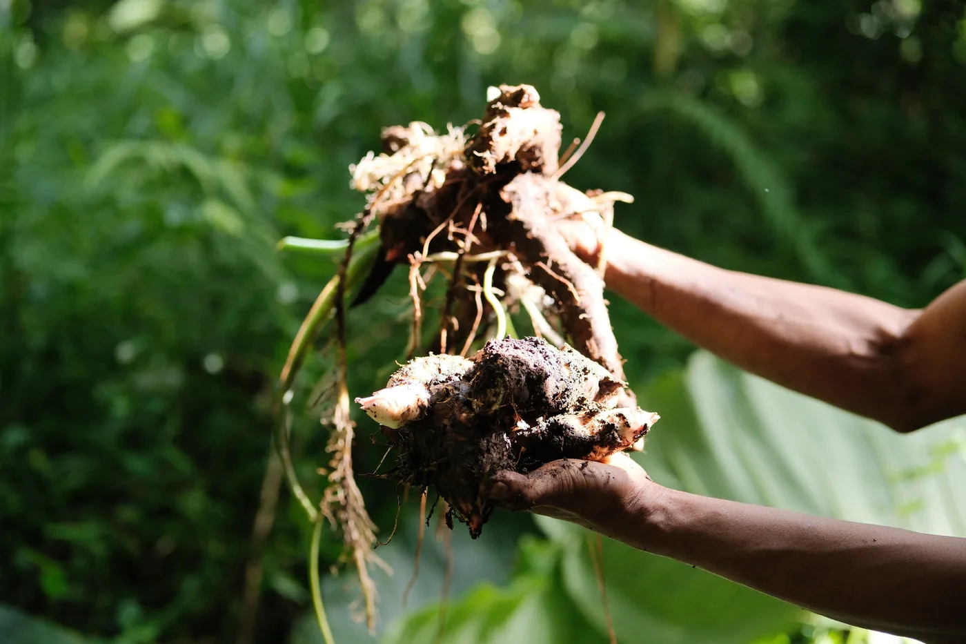 Hands holding freshly dug root