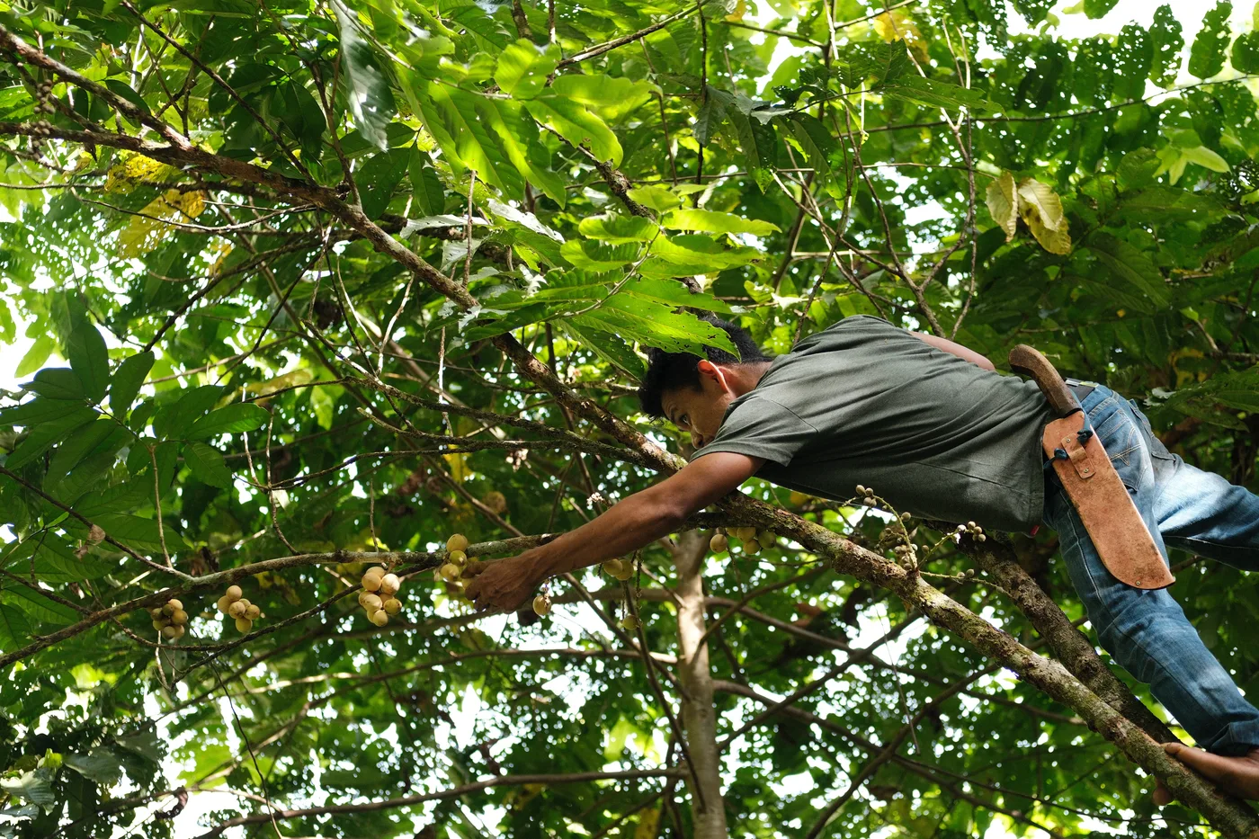 Farm-harvested cacao pods
