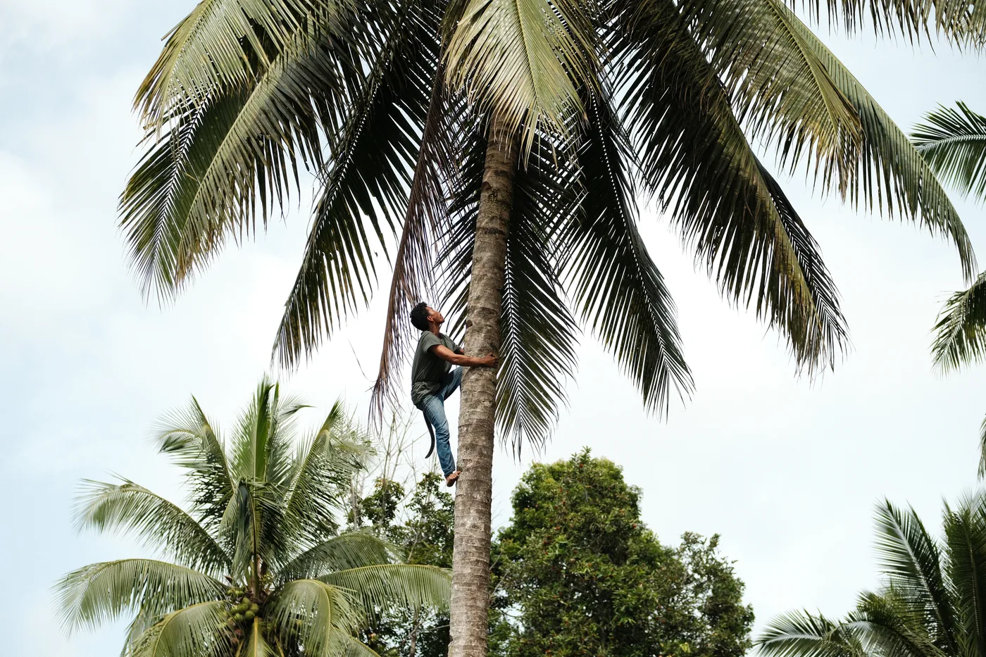 Farm worker at the crown of a coconut palm