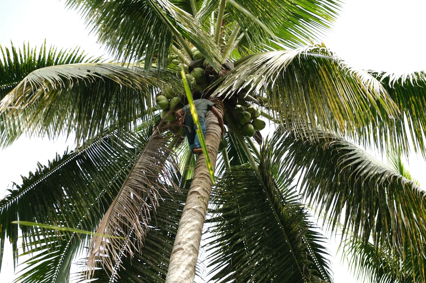 Farm worker at the crown of a coconut palm