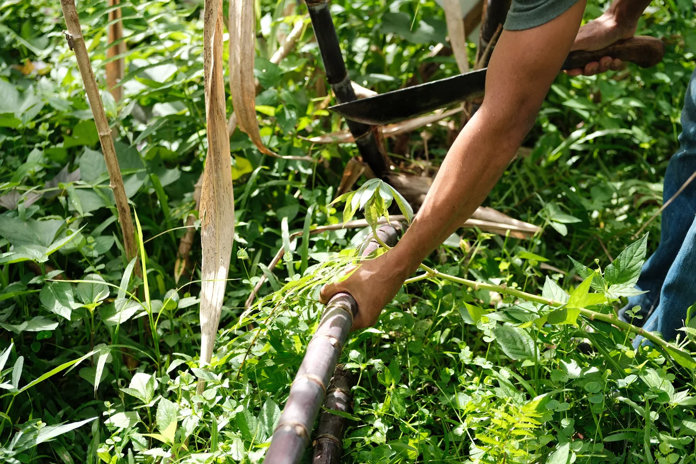Bamboo and forest trail at Flow Forest Farm