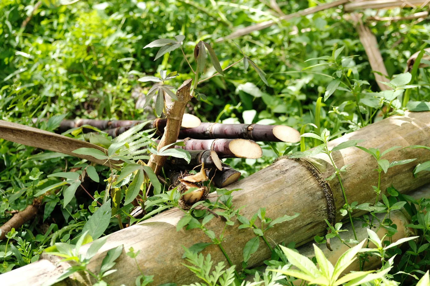 Man pulling cassava root from earth