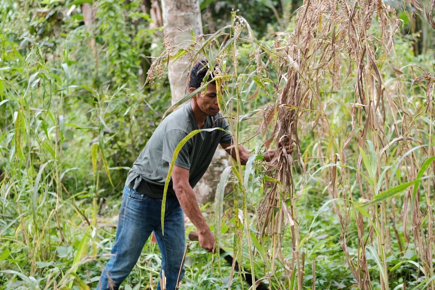 Woman harvesting red chili peppers into woven basket