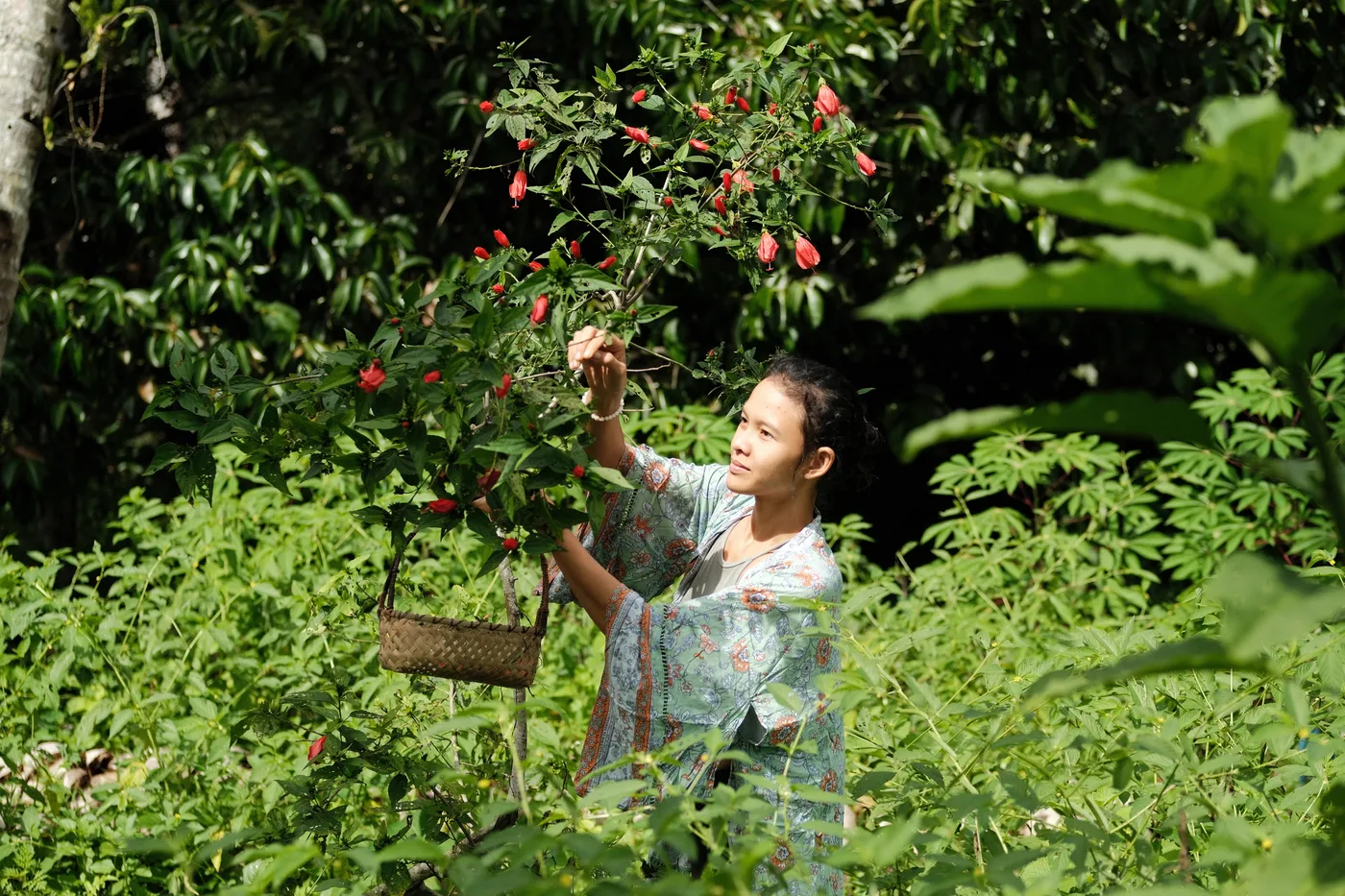 Woman harvesting in the farm garden