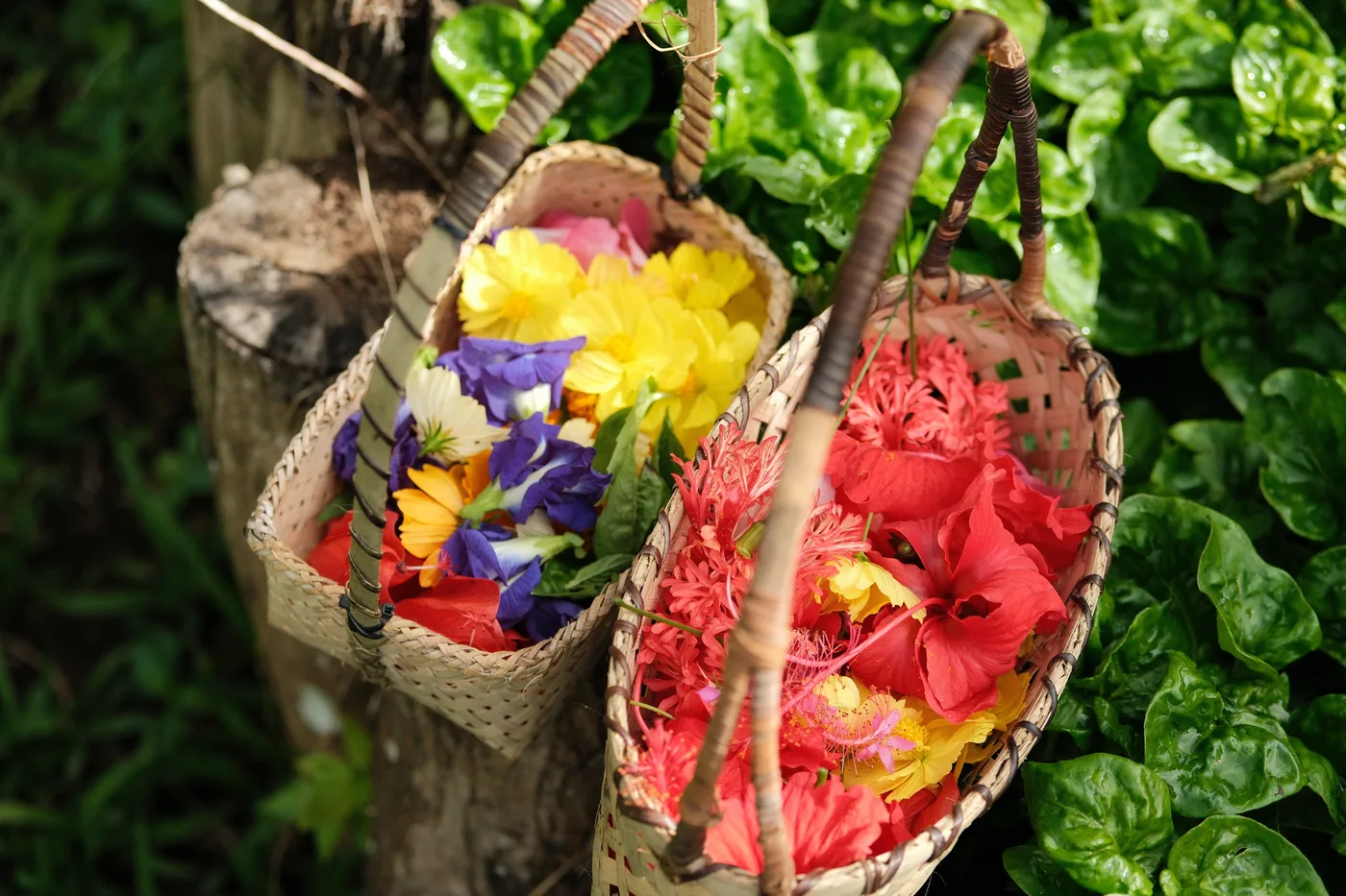 Two baskets of vibrant edible flowers