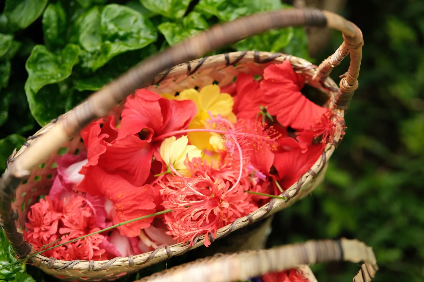 Red hibiscus blooms from the farm